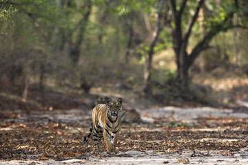 Tiger durchstreift ein trocknes Flussbett