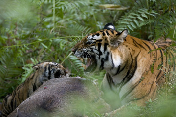 Tigerin faucht Jungtier an