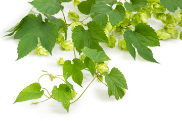 Branch of hops with leaves and seed cones closeup