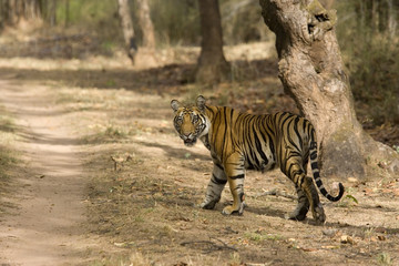 Fototapeta na wymiar Tiger kreuzt den Fahrweg