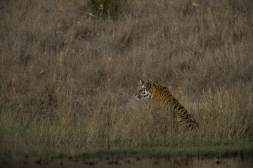 Fototapeta na wymiar Tiger an einem See