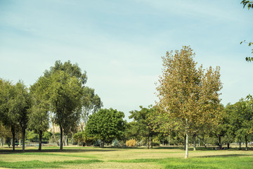 Imagen de zona de árboles en medio del campo/parque. Con cielo despejado azul.