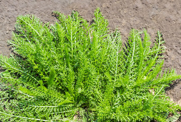 Young leaves of the yarrow against of soil