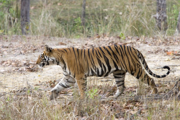 Fototapeta na wymiar Tiger auf der Pirsch