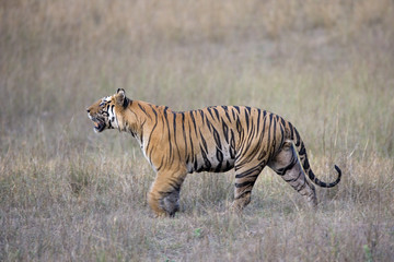 Dominanter Tiger durchstreift sein Revier