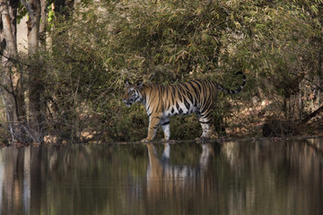 Naklejka na ściany i meble Tiger spiegelt sich in einem See