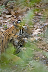 Junger Tiger kuschelt mit der Mutter