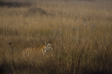 Tiger auf der Suche nach beute im hohen Gras