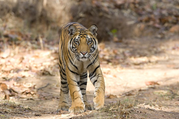 Tiger durchstreift den Wald