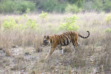 Fototapeta premium Tiger durchstreift das Grasland