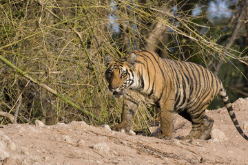 Tiger beobachtet die Umgebung