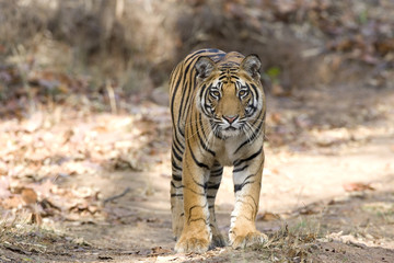 Tiger durchstreift den Wald