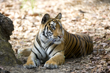 Fototapeta na wymiar Tiger beobachtet die Umgebung