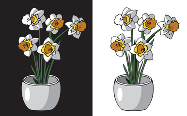 flowers daffodils in pot