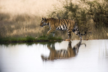 Fototapeta na wymiar Tiger spiegelt sich in einem See