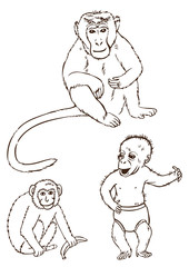 monkeys on a white background