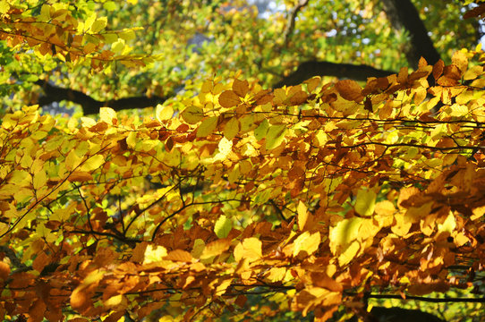 Herbstlich buntes Laub an den B&auml;umen