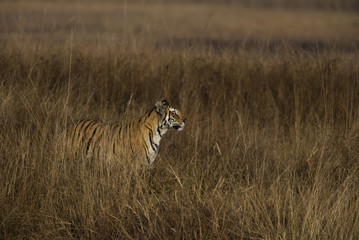 Tiger auf der Pirsch