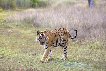 Dominanter Tiger durchstreift sein Revier