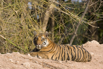 Tiger beobachtet die Umgebung