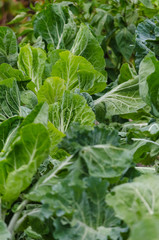 Naklejka premium Brassica oleracea, Grupo Viridis