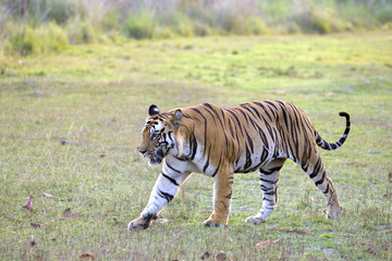 Dominanter Tiger durchstreift sein Revier