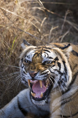Tigerin faucht