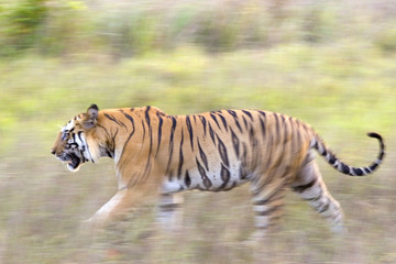 Fototapeta na wymiar Dominanter Tiger rennt