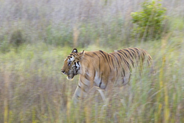 Tiger durchstreift sein Revier