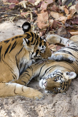 Tigerin leckt das Junge