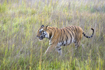 Dominanter Tiger durchstreift sein Revier