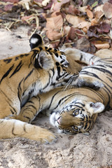 Tigerin leckt das Junge