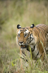 Fototapeta na wymiar Dominanter Tiger durchstreift sein Revier