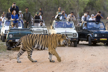 Dominanter Tiger kreuzt den Fahrweg vor den Autos