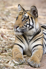 Tiger beobachtet die Umgebung