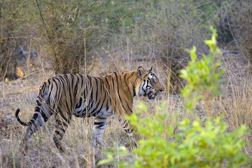 Fototapeta na wymiar Tiger durchstreift den Dschungel