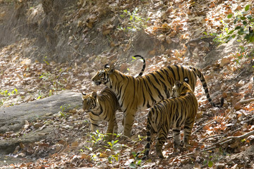 Tigerfamilie im Trockenflussbett