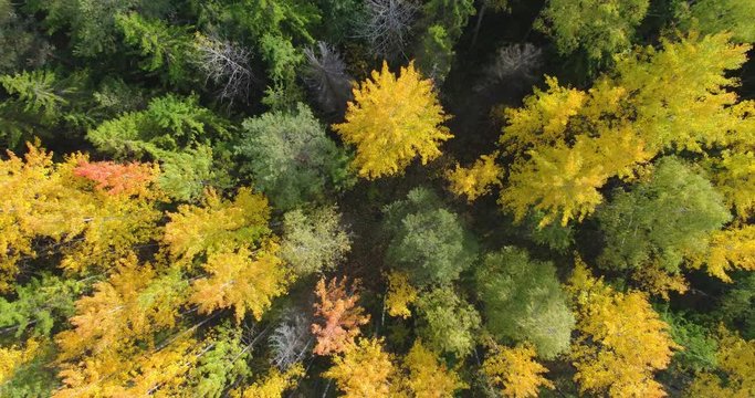 Aerial View. Flying over the beautiful autumn trees in forest. Aerial camera shot. Autumn / Fall landscape.