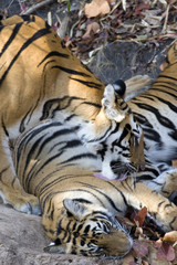 Tigerin leckt das Junge