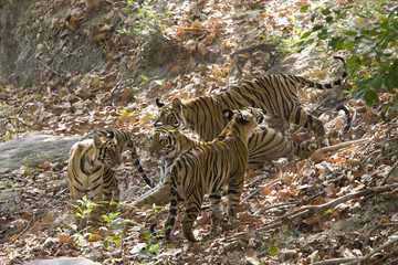 Tigerfamilie im Trockenflussbett