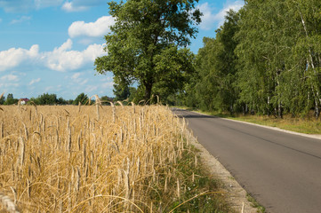 The road between the field of wheat and the forest. Poland