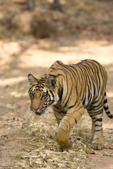 Tiger laeuft auf einem Fahrweg