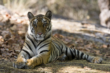 Tiger beobachtet die Umgebung