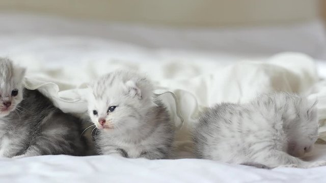 Cute tabby kittens playing under white blanket slow motion 
