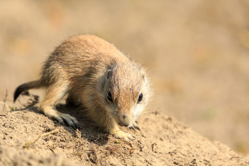 Präriehunde in klein