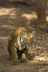 Fototapeta na wymiar Tiger sitzt auf dem Fahrweg