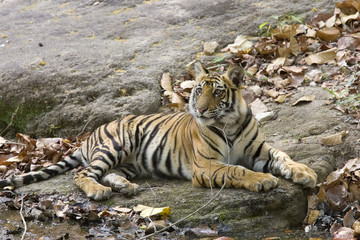 Tiger liegt an einem Felsen