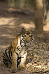 Tiger sitzt auf dem Fahrweg
