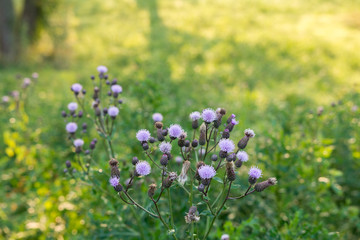 Obraz premium Wildblume auf der Wiese