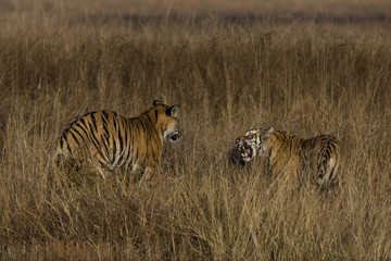 Obraz na płótnie Canvas Junge Tiger kämpfen miteinander
